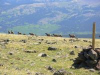 Elk on Jarosa Mesa